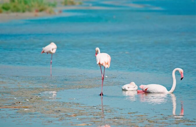 Flamingos Sightseeing Segway Tour - Cagliari Flamingos by Segway: How This Route Uses Your Time