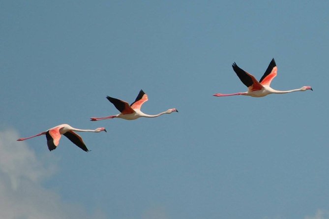 Flamingos Sightseeing Segway Tour - Parco Naturale Molentargius-Saline: The Flamingo Centerpiece