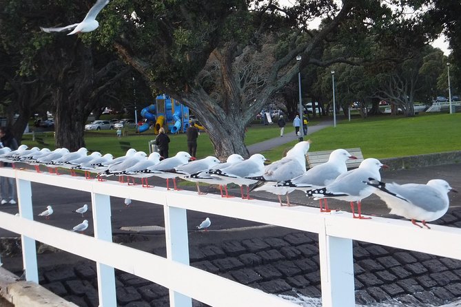 Guided North Head Fort Segway Tour in Devonport Auckland - Practical tips to make your ride smoother