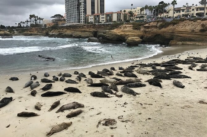 Private Segway Experience Through La Jolla - Key Highlights That Make This Segway Tour Worth Your Time