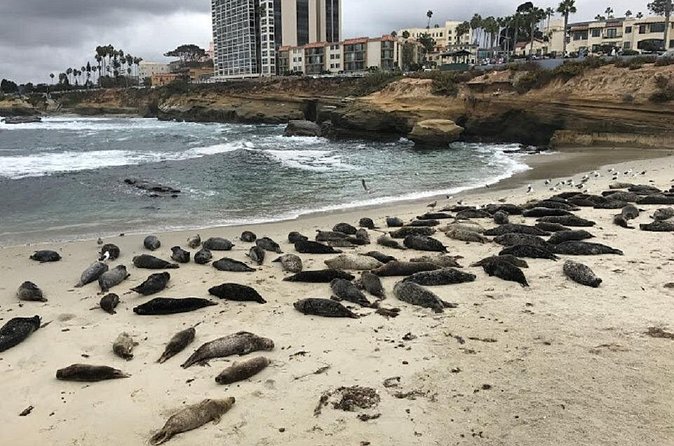 Private Segway Experience Through La Jolla - Price and Group Size: When $99 Feels Fair