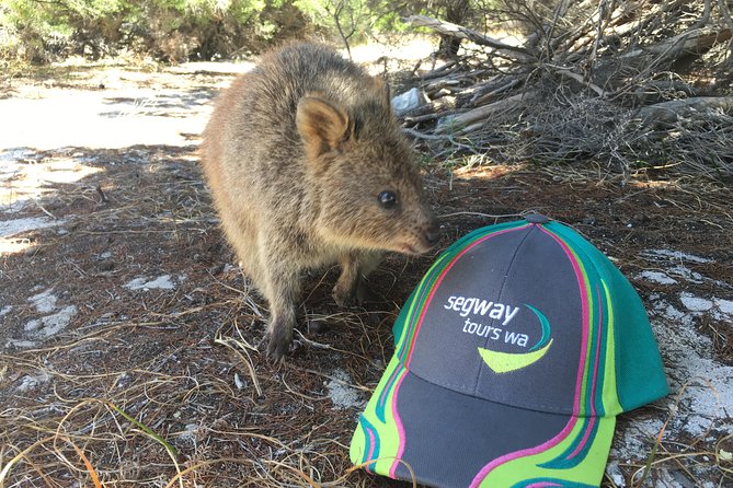 Rottnest Island Segway Tour: Fortress Adventure Tour - The Pace: How a 1.5-Hour Tour Feels on Rottnest
