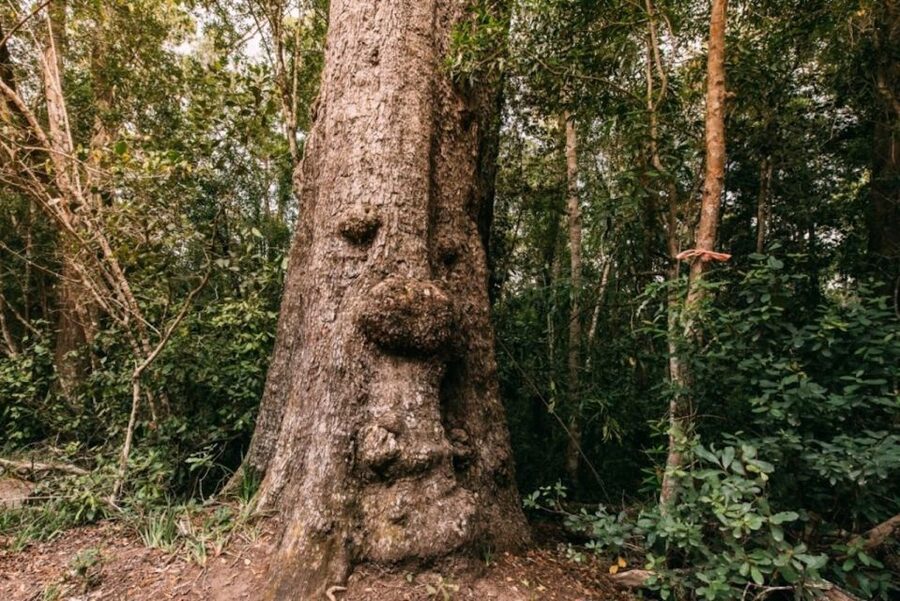 Tsitsikamma National Park: 1 or 2-Hour Segway Tour - The 20-minute training: how you get comfortable before the forest